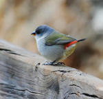 Swee Waxbill