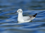 Bonaparte's Gull, Farmoor Reservoir