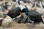 Shags and chicks