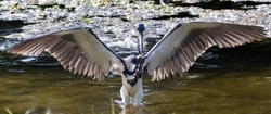 Tri-Colored-Heron _0044