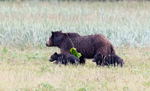 Mocha with Cubs