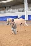Class 3 - In Hand Foreign Breeds & Warmbloods portfolio