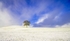 Solitary Tree, Winter Light.