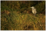 Grey Heron on Kingfisher Perch 3