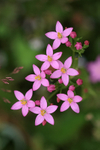 Common Centaury, Warburg Nature Reserve, Chiltern Hills, Oxfordshire