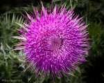 Musk Thistle (02)