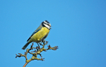 Blue Tit