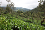 Tea plantation, Ella, Sri lnka