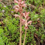 Thyme broomrape (Orobanche alba)