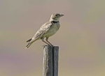 Calandra Lark