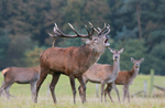 Red Deer, Rutting time