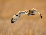 Short Ear in Flight