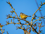 Blue Tit