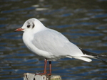 Black-headed Gull