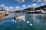 Swans following the ferryman across the River Looe