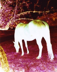 Infrared portfolio