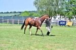SBM_18186