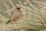Austral Thrush in long grass, Carcass Island, Falklands