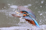 Common Kingfisher wings spread emerges from water with fish