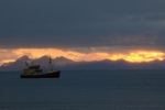 Isbjørn II 4726