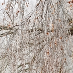 Silver birch and hoarfrost