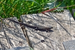 Common Lizard