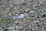 Arctic Tern