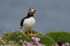 Puffen Cute 11