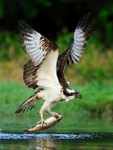 Rothiemurchus Osprey with trout