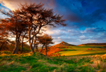 Scots pine at Roseberry Topping ref 0485