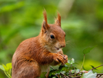 Red Squirrel