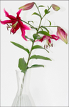 Lilium 'Miss Feya' 2