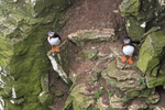 Atlantic Puffins on cliff ledge, RSPB Bempton Cliffs