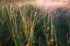Grass 4