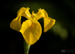 Yellow Iris