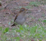 Female Siberian Thrush