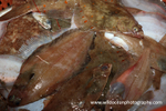 HTF011: Flatfish