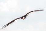 White-headed Vulture Trigonoceps occipitalis-5801