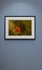 Field Poppy