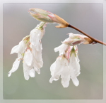 SERVICEBERRY BLOSSOMS -  NORFOLK COUNTY