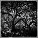 Trees 2