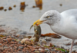 Herring Gull