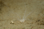 Leptopentacta elongata