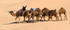 Douz leading camels