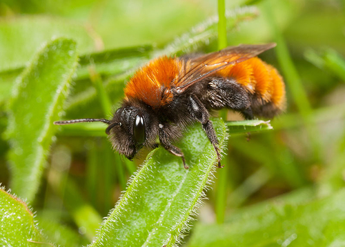 [i]Andrena fulva[/i] female showing distinctive colouration and dark underside.