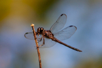 dragonfly-0470