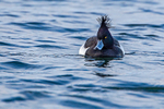 Tufted Duck (m)