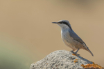 Rock Nuthatch