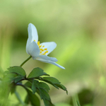30th March Wood Anemone