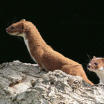 Weasel's